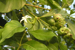 Morinda citrifolia